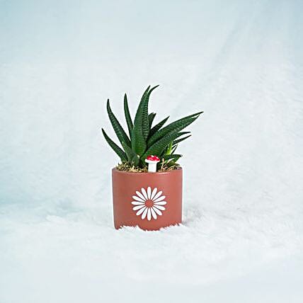Zebra Haworthia in Rustic Terracotta Gift Pot