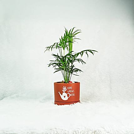 Elegant Palm Plant in Classic Terracotta Planter