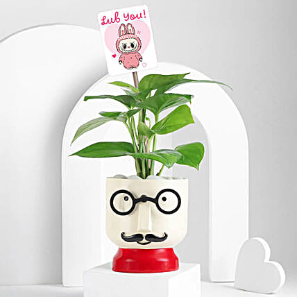 Green Vibes with Money Plant-picture-37