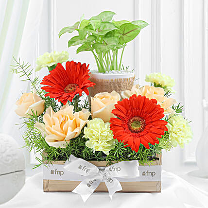 Elegant Blooms N Syngonium Gift
