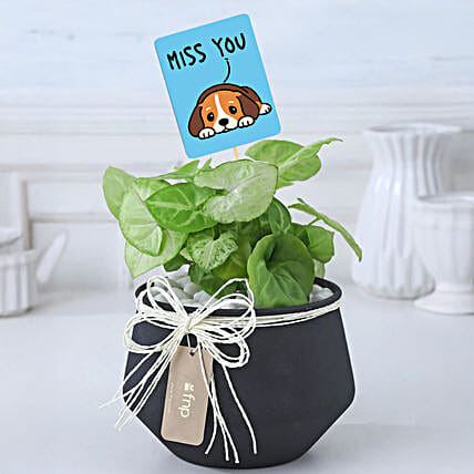 Miss You Syngonium Gift Set