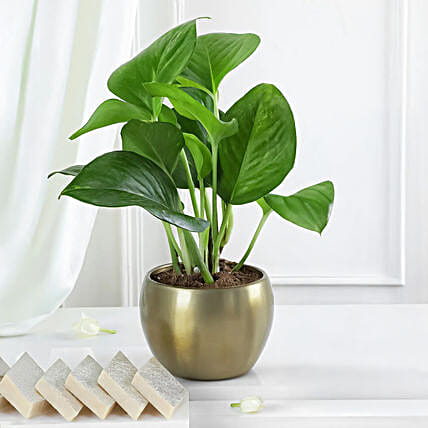 Money Plant N Kaju Katli Gift-picture-13