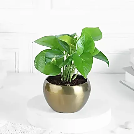 buddha belly plant care Buddha Belly Plant ( Jatropha podagrica ) main image 0