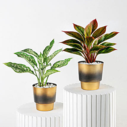 Aglaonema Perfect Duo Plant Set-picture-41
