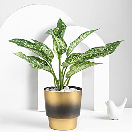 Aglaonema Plant In A Golden Pot-picture-10