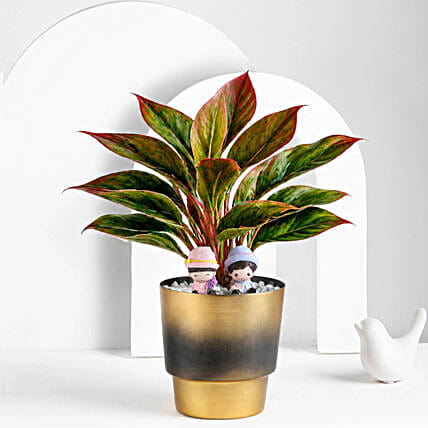 Aglaonema Plants-picture-29