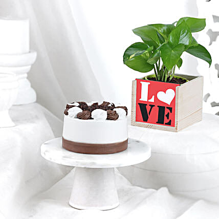 Black Forest Bento Cake N Money Plant Combo-picture-38