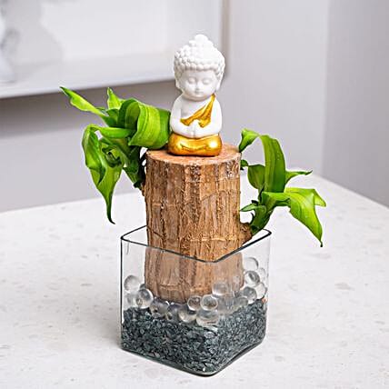 Brazilian Wood Kokedamas-image-9
