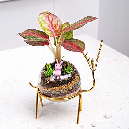 Golden Grace Kokedama-picture-12