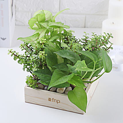Same day plant delivery sales