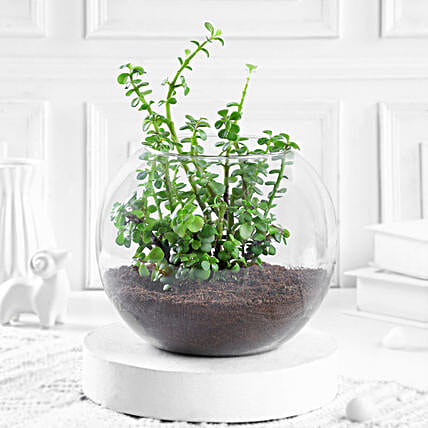 Glass Plant Pot | Buy/Send Glass Planters Online - FNP