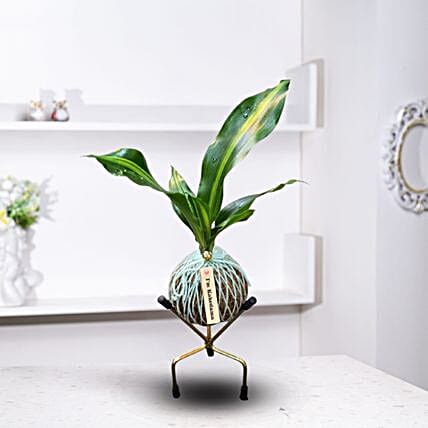 Kokedama Dara Singh Plant-picture-40