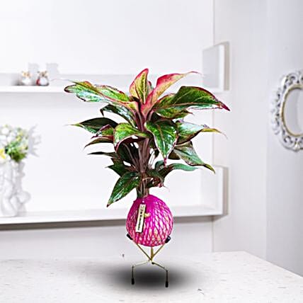 Kokedama Lipstick Plant-picture-24