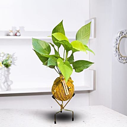 Kokedama Money Plant-picture-17