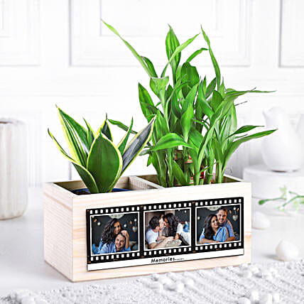 Love N Luck Plant Organiser-picture-26