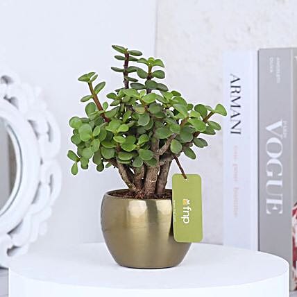 Buy Plants Online in India  Best Plants for Gifting | FNP