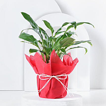 Peace Lily Prosperity Plant