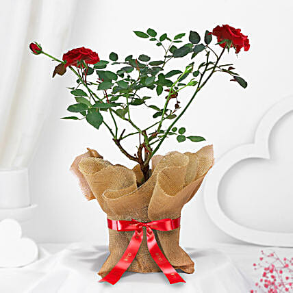 Potted Rose Plant