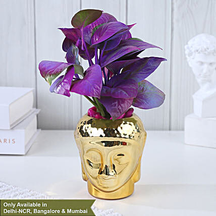 Purple Money Plant Oasis-picture-21