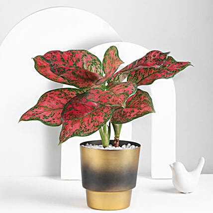 Scarlet Aglaonema Plant
