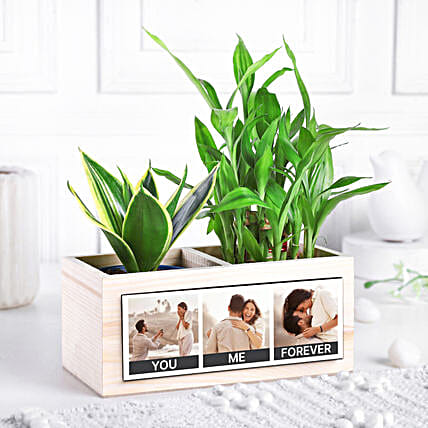 Serene Memories Plant Set-image-35