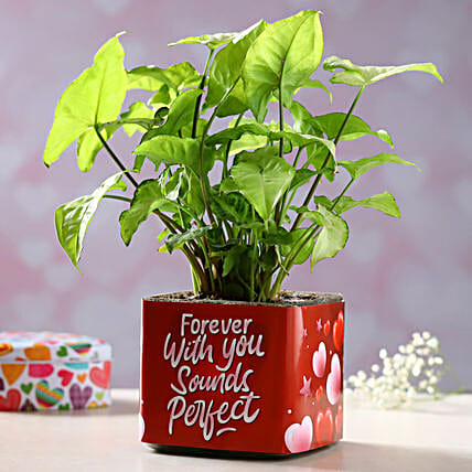Syngonium Plant In Forever With You Sounds Perfect Sticker Vase Hand Delivery-picture-33