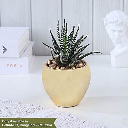 Timeless Grace with Haworthia-picture-32