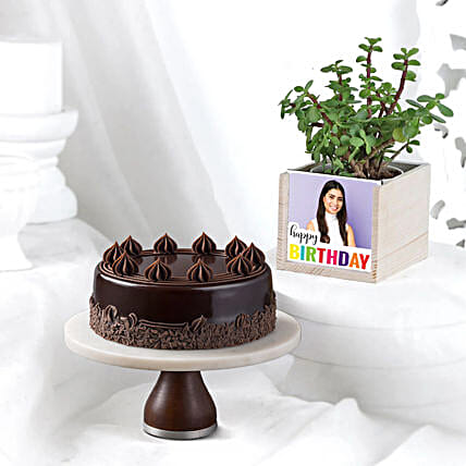 Truffle Bento Cake N Jade Plant Combo-picture-41