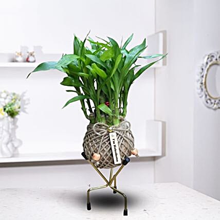 Two Layer Bamboo Kokedama-picture-10