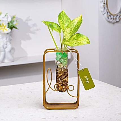 Valentine Love Money Plant Terrarium-picture-39