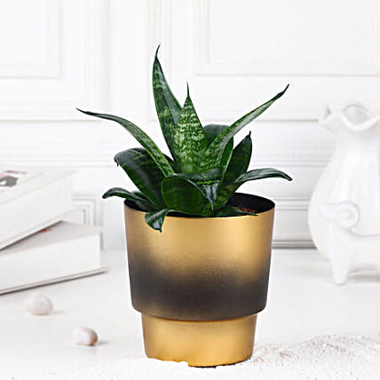 Verdant Vibes Snake Plant-picture-29