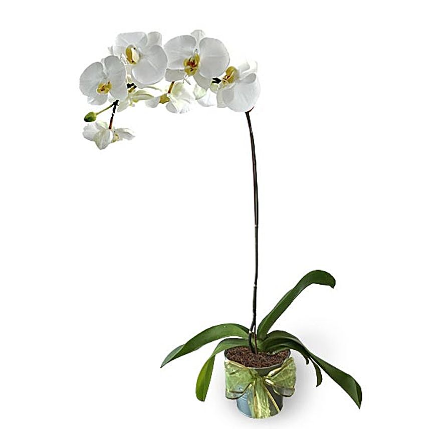 White Phalaenopsis Potted Orchid:Orchid Delivery in Malaysia