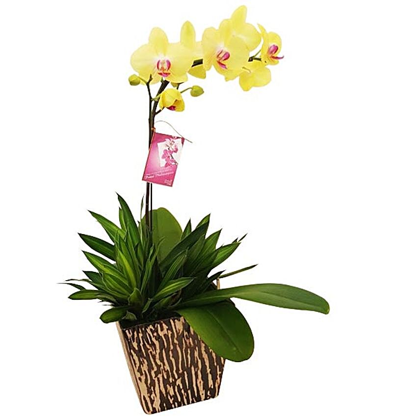 Yellow Phalaenopsis Orchid In A Pot:Plants  in Malaysia