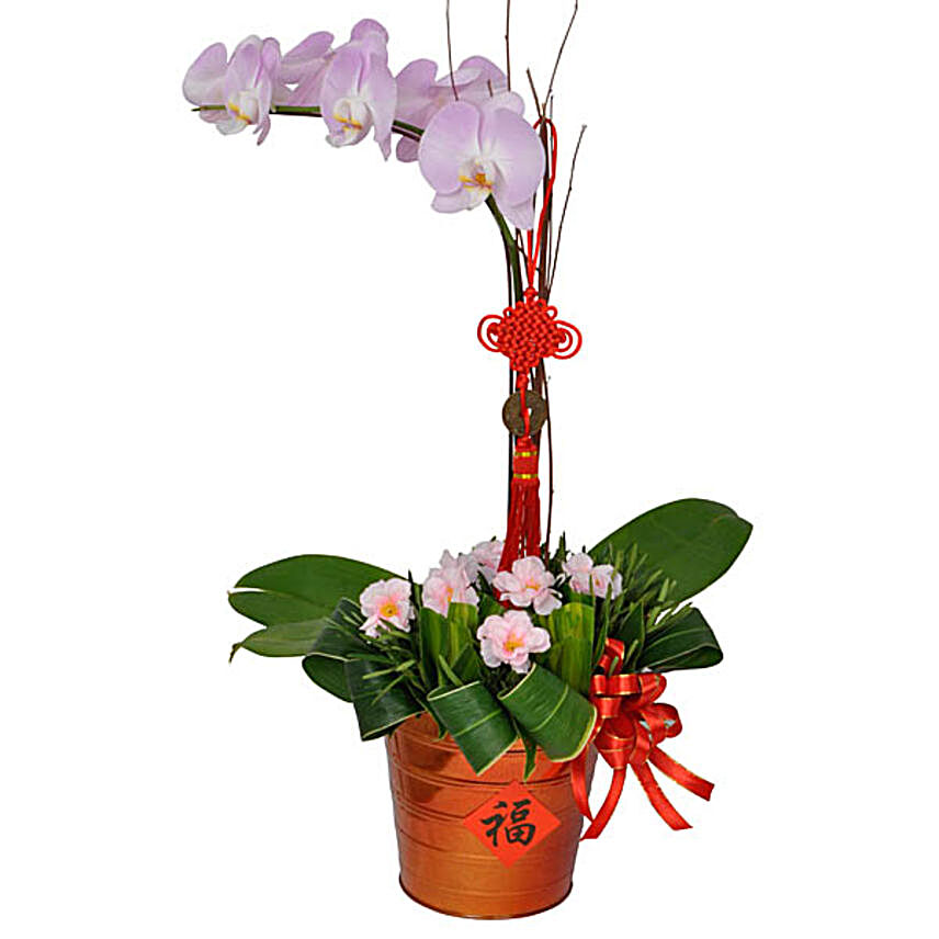 Luck Wishes Of Phalaenopsis Orchid:Plants in Malaysia