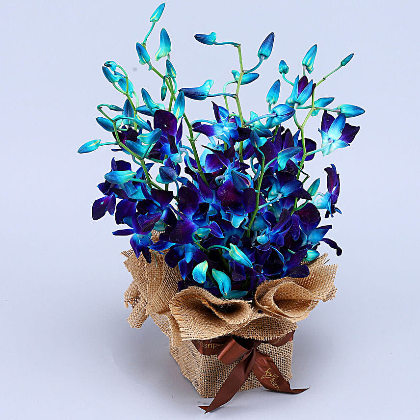 Gorgeous Orchids Arrangement