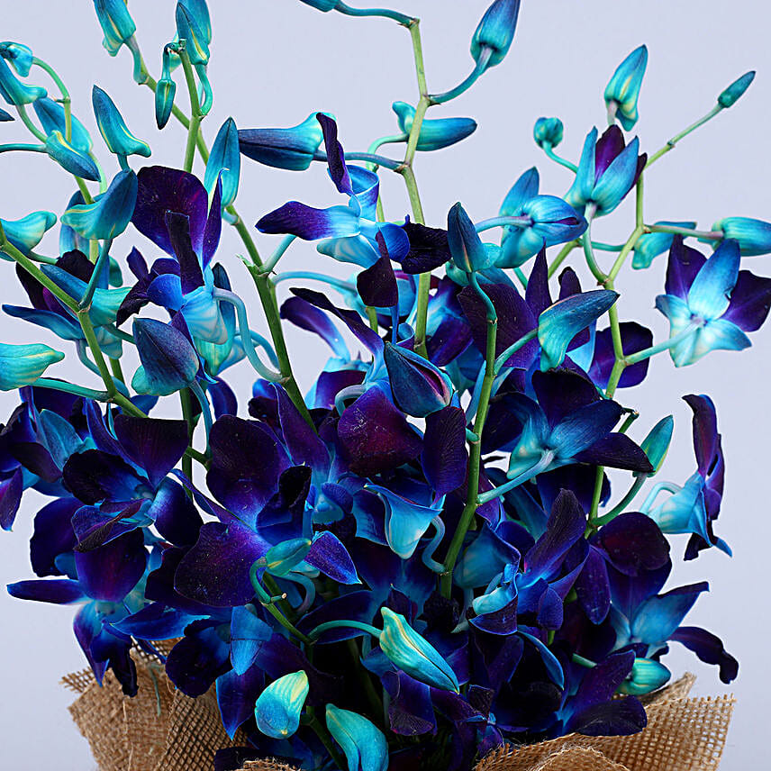 Gorgeous Orchids Arrangement