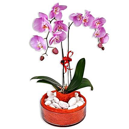 Phalaenopsis Live Orchid:Send Orchid Flowers to Malaysia