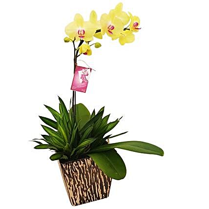 Yellow Phalaenopsis Orchid In A Pot