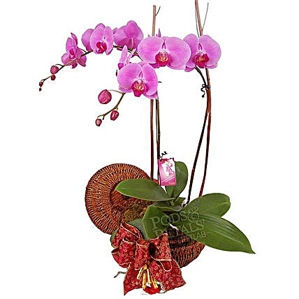 Orchid Bloom:Plant Delivery in Malaysia
