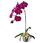 Purple Phalaenopsis Potted Orchid