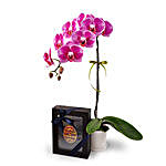 Halia Orchid Phalaenopsis With Buku Doa AlQuran