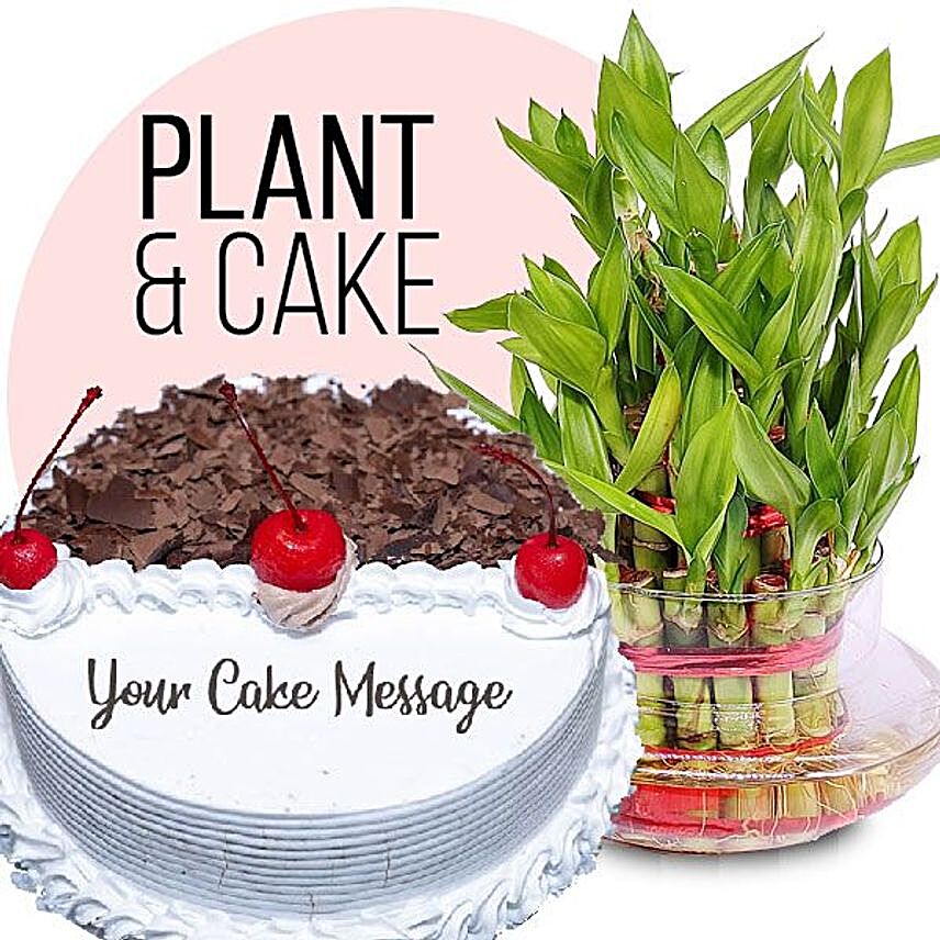 Black Forest Cake And Bamboo Plant Combo