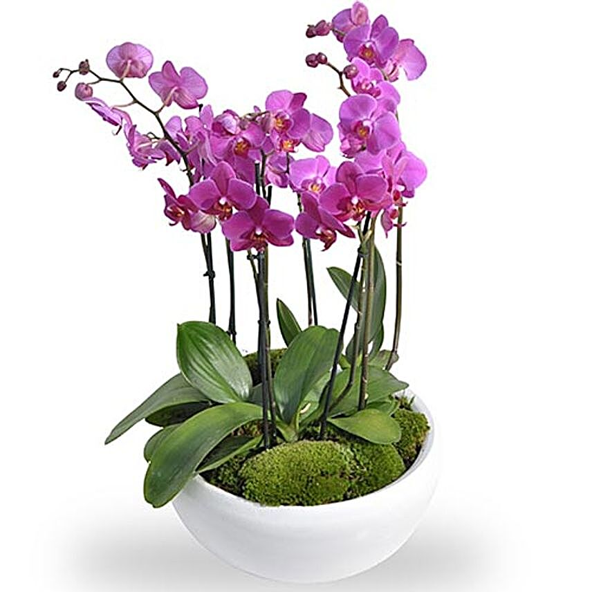 Pink Orchids Plant