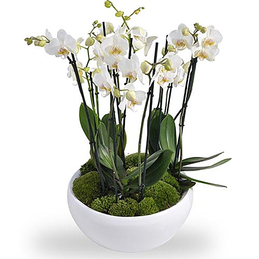 White Orchids Plant
