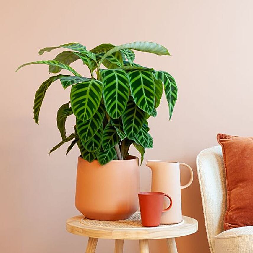 Calathea Zebrina Zebra Plant