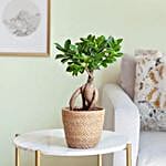 Bonsai Ficus Ginseng Ficus Microcarpa Plant