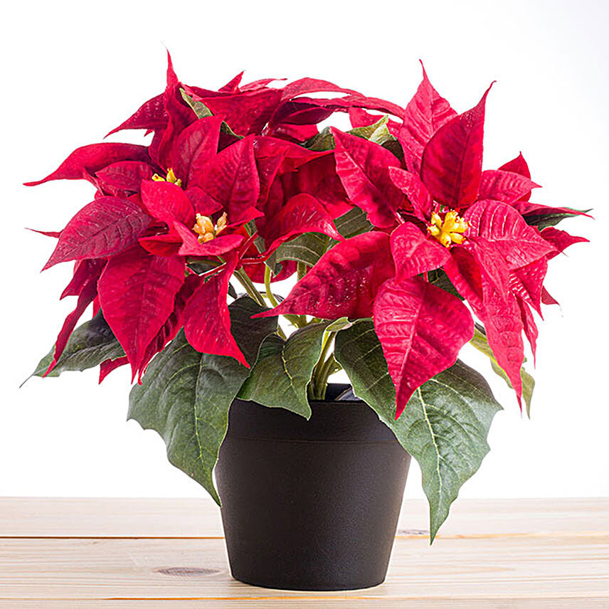 Bright Poinsettia For Christmas:Christmas Flowers in Philippines