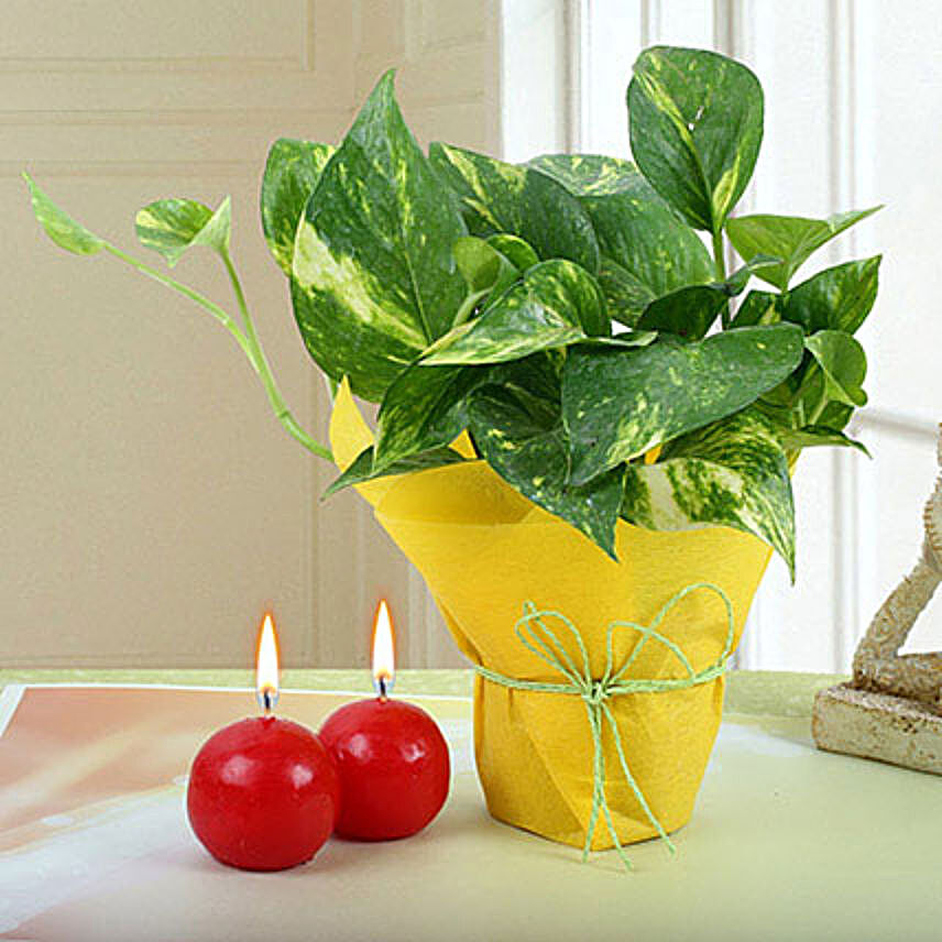 Red Candles And Money Plant Combo:Gift Combos to Philippines
