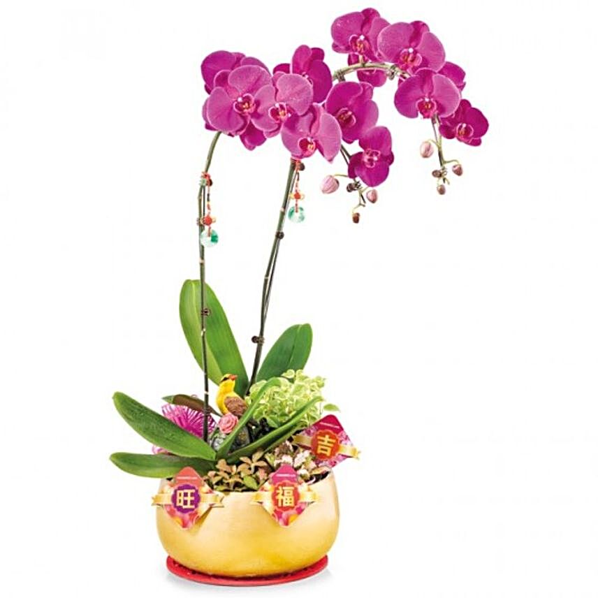 Purple Phalaenopsis Orchids Arrangement