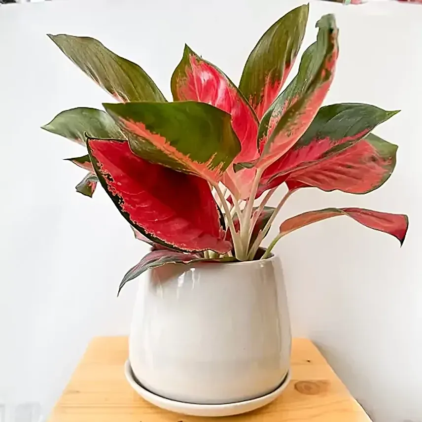 Striking Aglaonema Indoor Plant